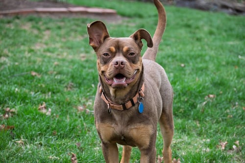 TWIX - American Staffordshire Terrier / Boston Terrier available for adoption