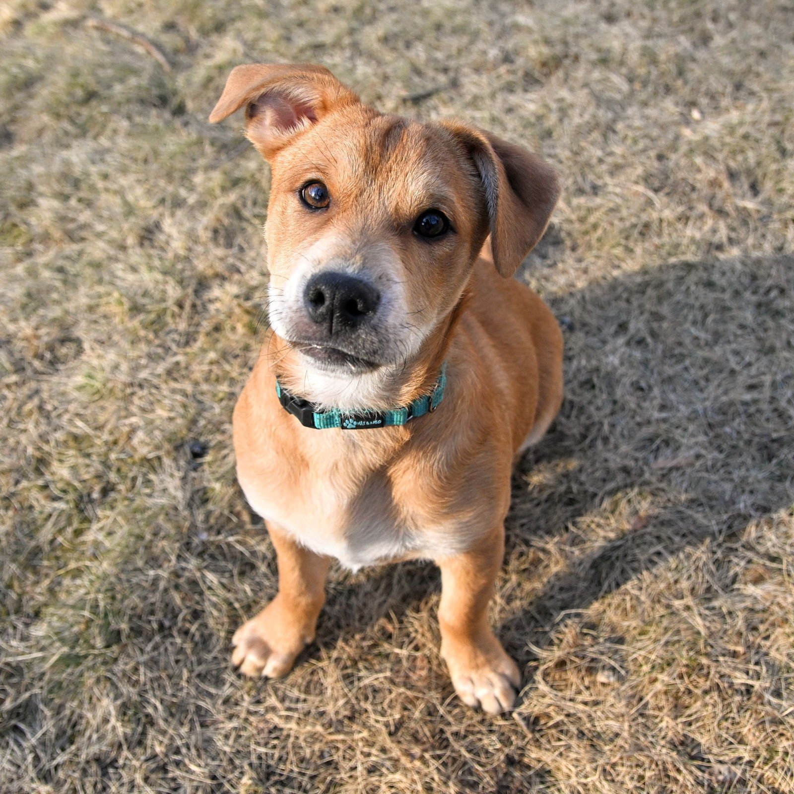 SCRAPPY - ADOPTED!