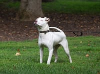 Grits - Photo 3