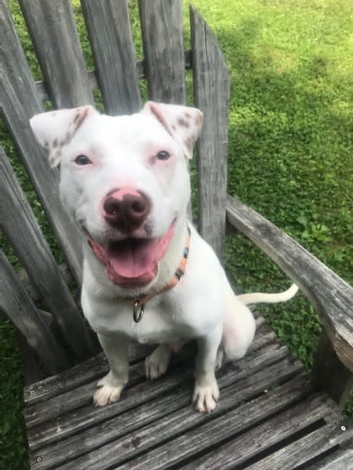 GRITS - American Staffordshire Terrier available for adoption