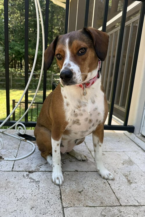 POPPY - Beagle available for adoption