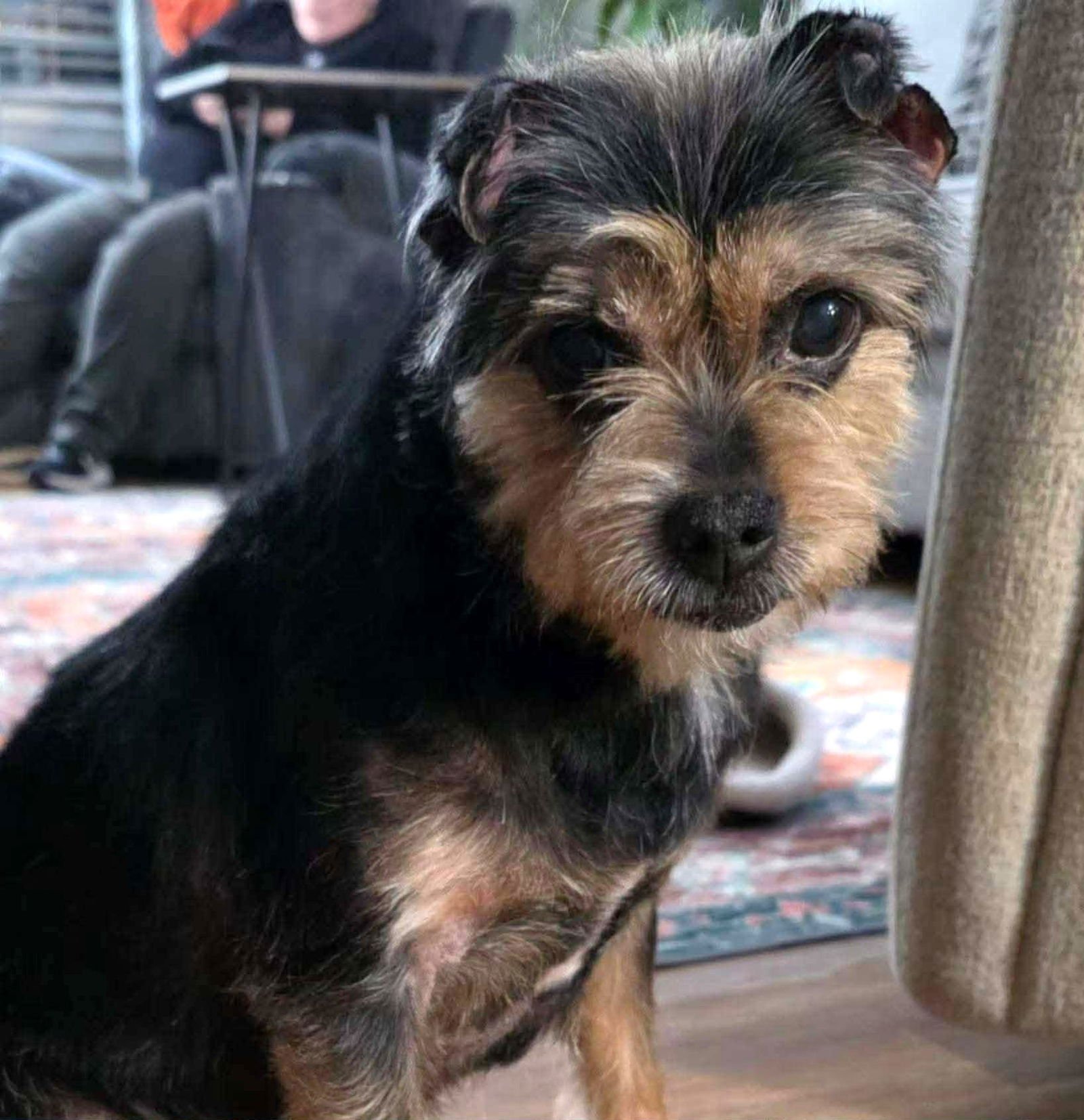 LOLLI - Terrier for adoption in Alexandria