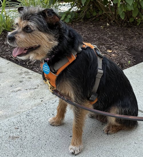 LOLLI - Terrier available for adoption