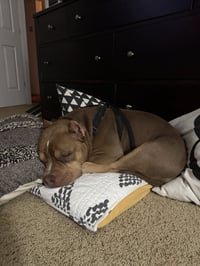 Boomer - Photo 11