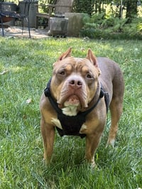 Boomer - Photo 2
