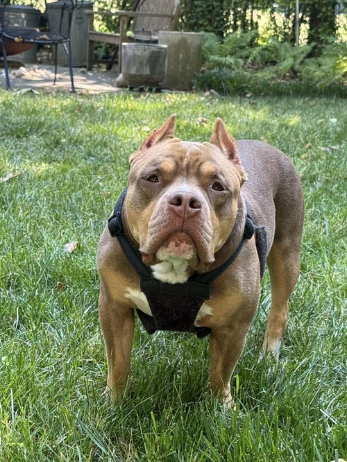 BOOMER - Bulldog / American Staffordshire Terrier available for adoption