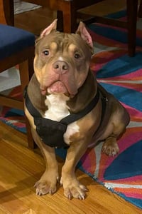Boomer - Photo 1