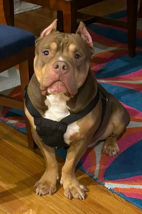 BOOMER - Bulldog / American Staffordshire Terrier for adoption in Alexandria