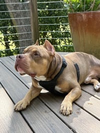 Boomer - Photo 4