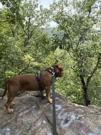 Boomer - Photo 7