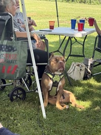 Boomer - Photo 3