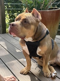 Boomer - Photo 10