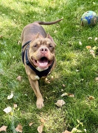 Boomer - Photo 6