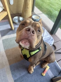 Boomer - Photo 12