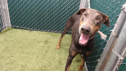 SILVER - Doberman Pinscher available for adoption