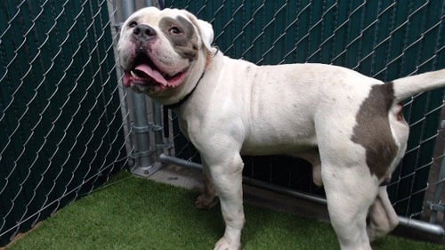 GABE - American Bulldog available for adoption
