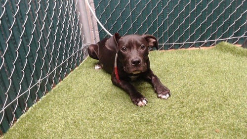 WARREN - Pit Bull Terrier available for adoption