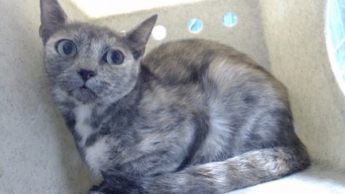 MAMA MABEL - Domestic Short Hair available for adoption