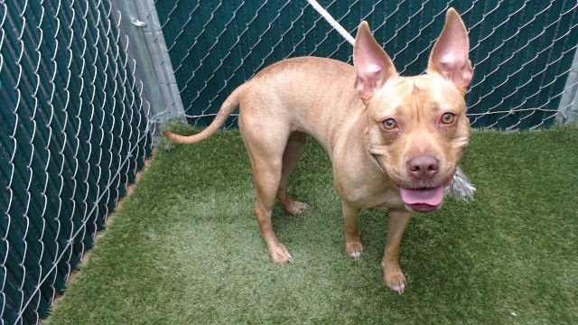 BETTY - Pit Bull Terrier available for adoption