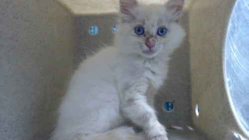 BUBBLES - Domestic Long Hair available for adoption