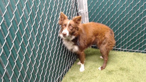 TRUFFLE - Border Collie available for adoption
