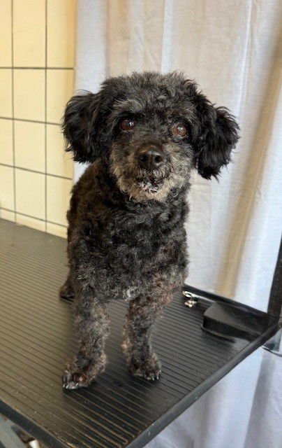 LARRY - Terrier available for adoption