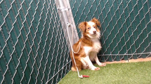 CHELSEY - Terrier available for adoption