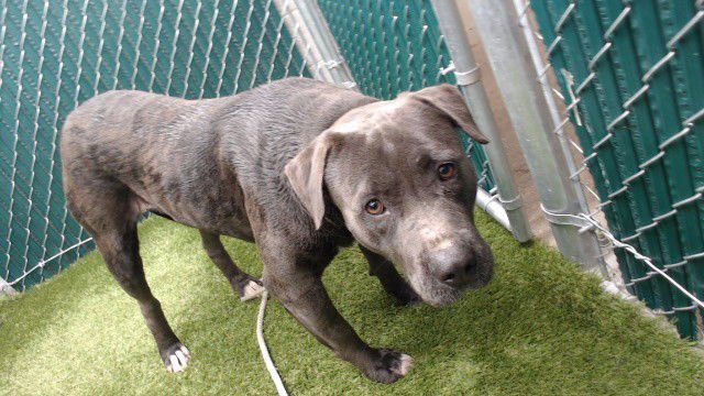 CHIKITO BONITO - Pit Bull Terrier available for adoption