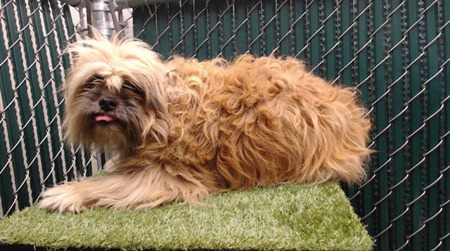 ROCKY - Shih Tzu available for adoption