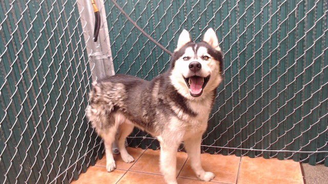 SABERIAN - Siberian Husky available for adoption