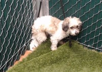 DEXTER - Photo 1