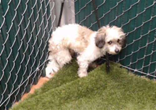 DEXTER - Poodle (Miniature) / Chihuahua available for adoption