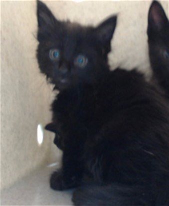 TAMMY - Domestic Short Hair available for adoption