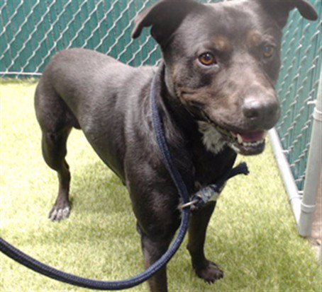 EFO - Pit Bull Terrier / Australian Cattle Dog/Blue Heeler available for adoption