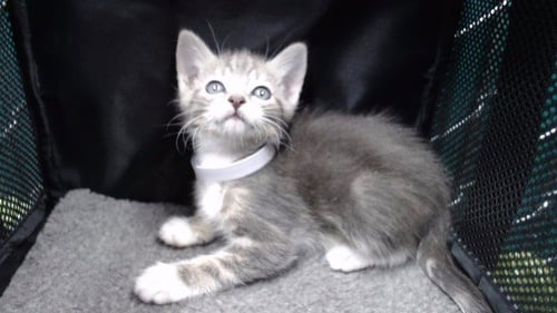 A5787663 - Domestic Short Hair available for adoption