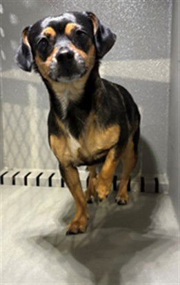 DAISY - Chihuahua available for adoption