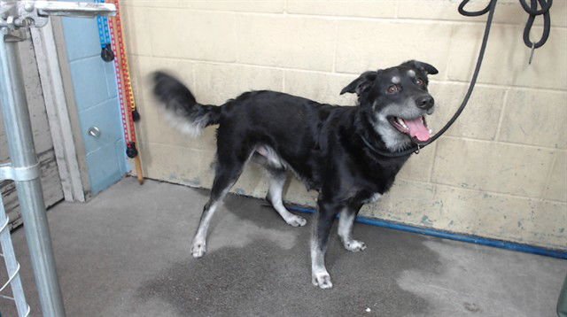 TODO - Border Collie available for adoption