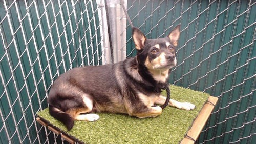 ALFREDO - Chihuahua / Shiba Inu available for adoption