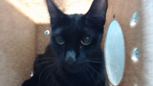 JEWELS - Domestic Short Hair available for adoption
