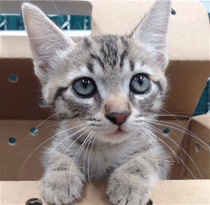 A5807371 - Domestic Short Hair available for adoption