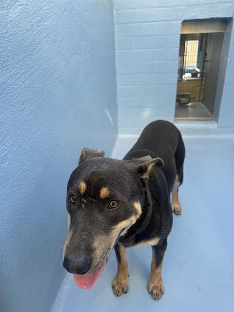 BROWNIE - German Shepherd Dog available for adoption