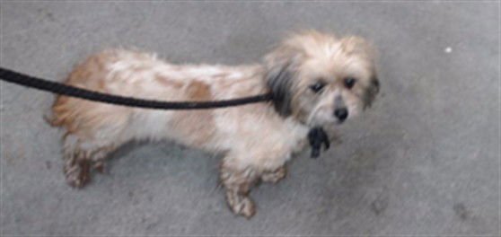 HONEY - Terrier available for adoption