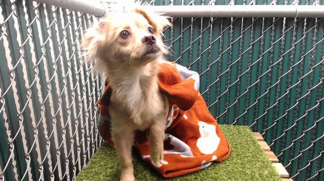 POCO - Chihuahua available for adoption