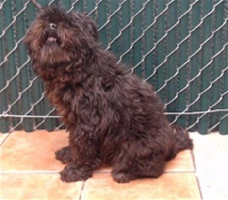 KUZCO - Terrier available for adoption