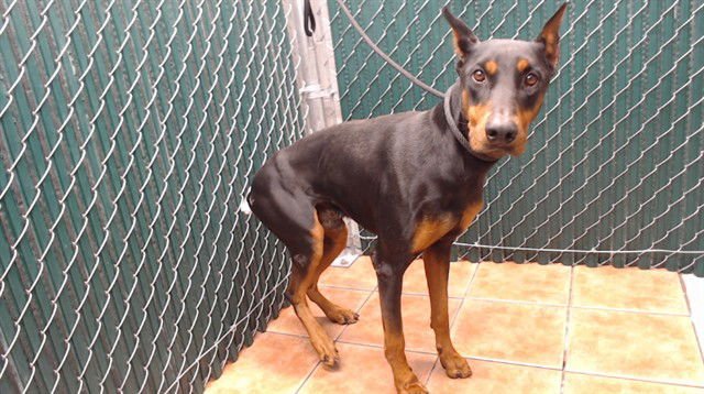 RUGER - Doberman Pinscher available for adoption