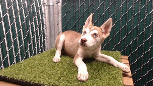 CHICA - Siberian Husky available for adoption
