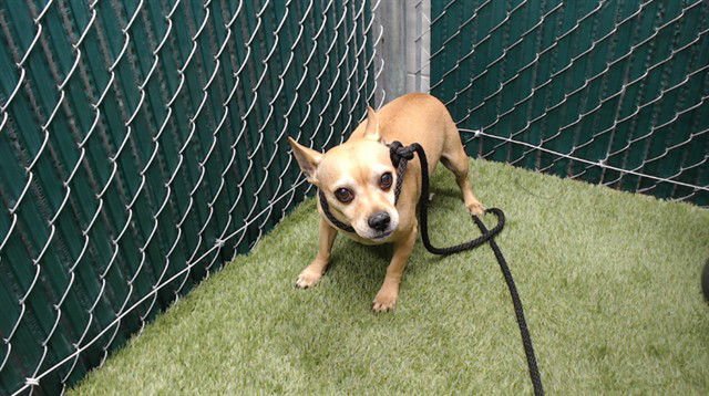 TURNIP - Chihuahua available for adoption