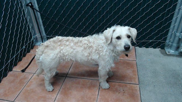 ELLIE - Poodle (Miniature) available for adoption