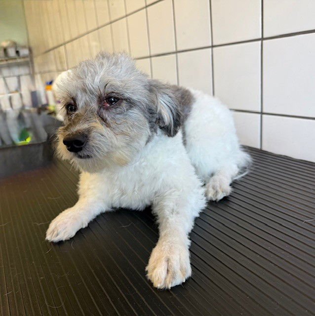 SAUL - Poodle (Miniature) available for adoption