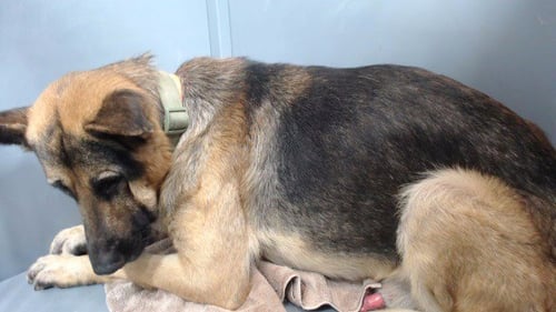 ACE - German Shepherd Dog available for adoption